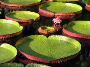 Amy Dyson Photography - Lily-Pads-Bok-Tower